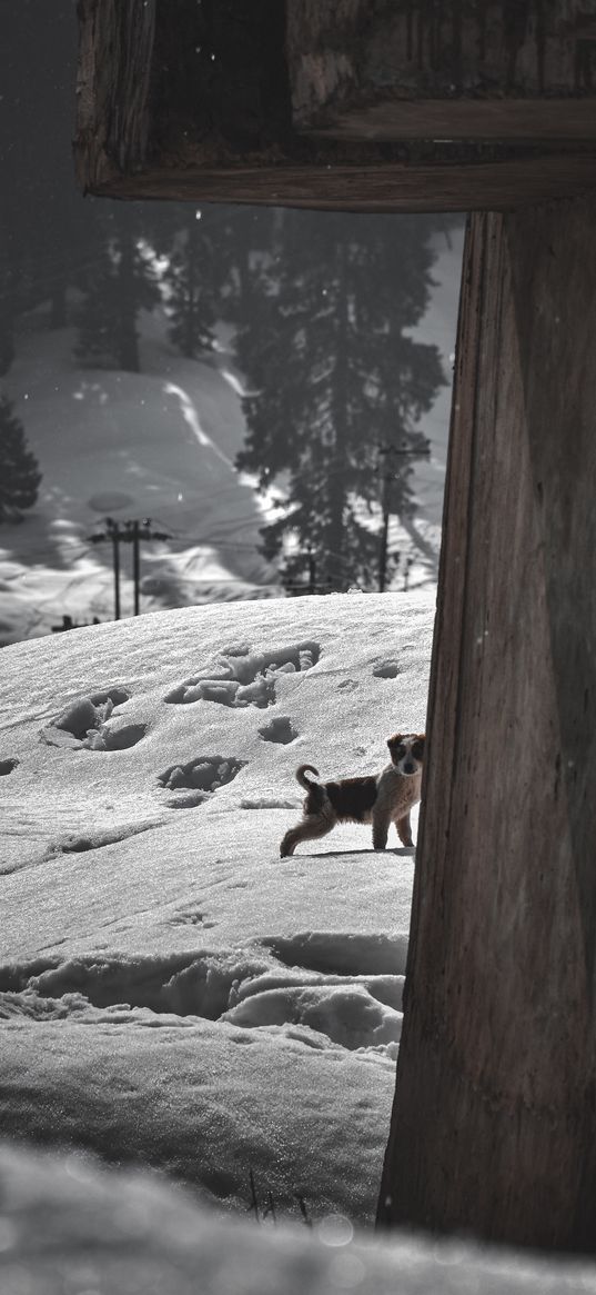 dogs, snow, life, kashmir, dog, puppy