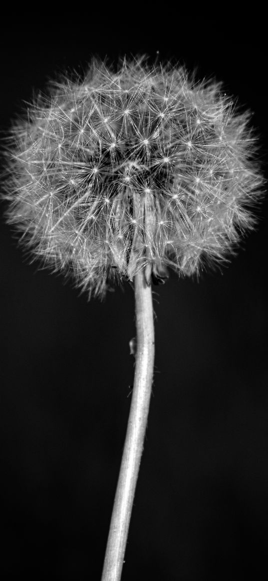 dandelion, flower, fluff, macro, black and white