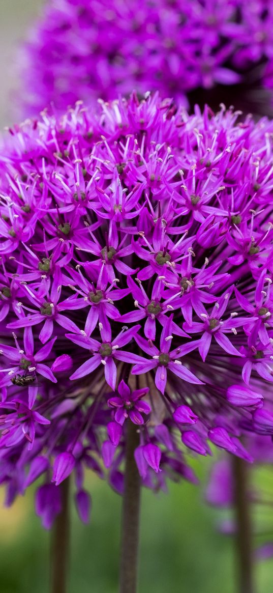 allium, flower, plant, blur