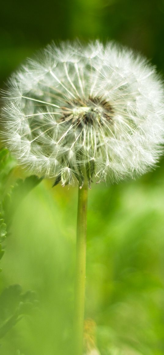 dandelion, fluff, flower, blur, green