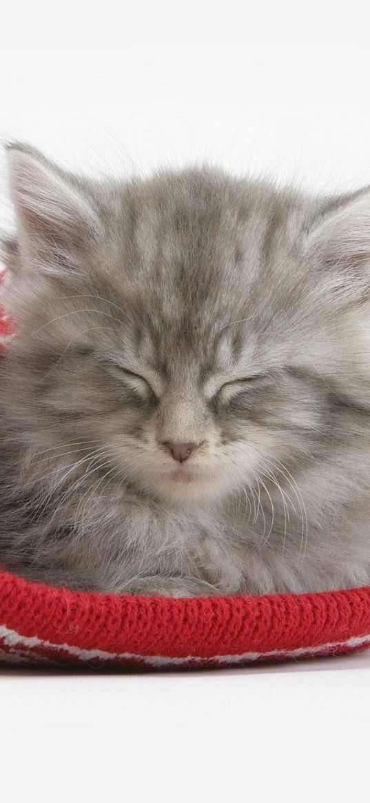 cat, hat, sleeping, furry