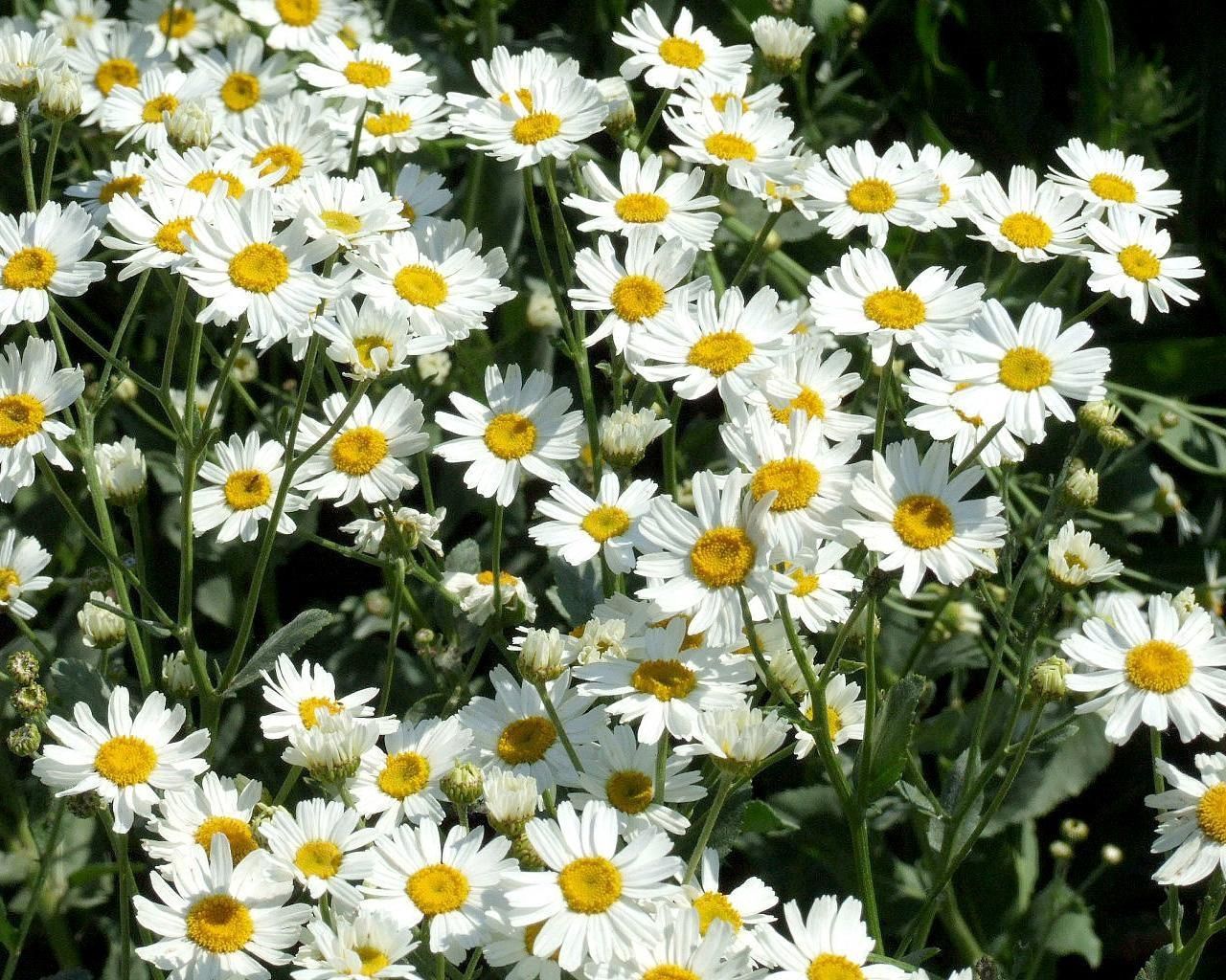 daisies, flowers, fields, green, sunny