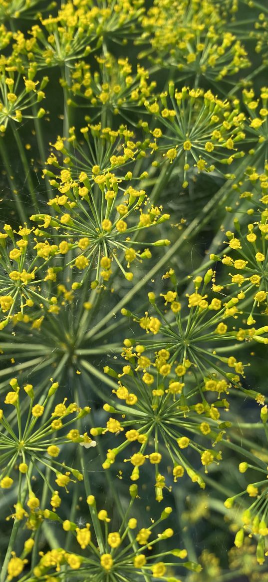 fennel, plant, flowers, yellow, nature