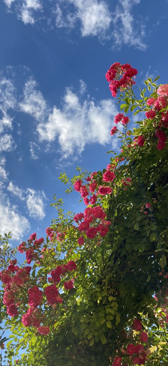 roses, flowers, pink, bush, arch, sky, clouds