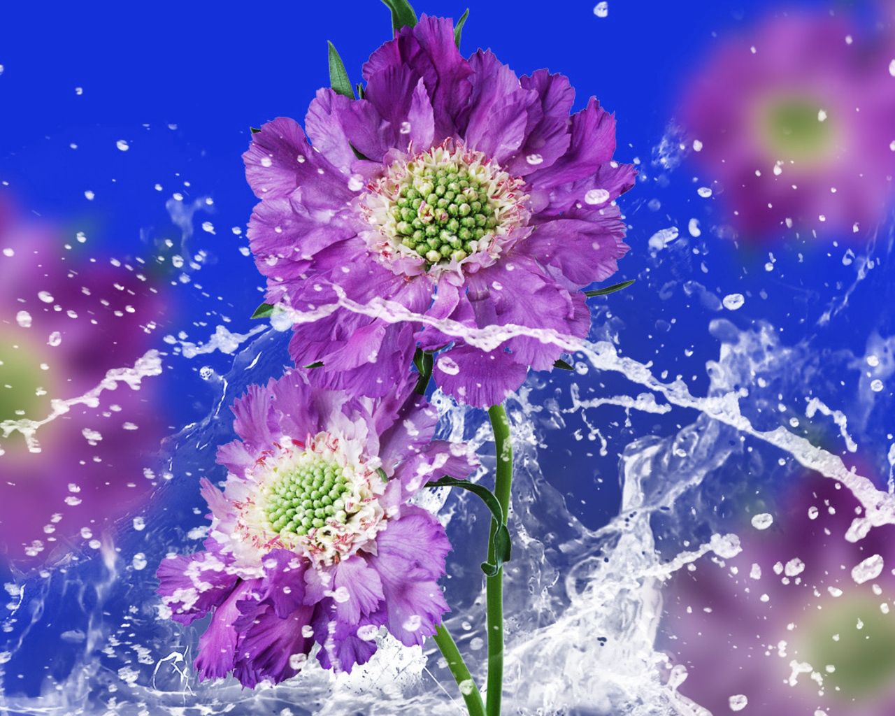 flowers, drops, water, spray, background, blurred