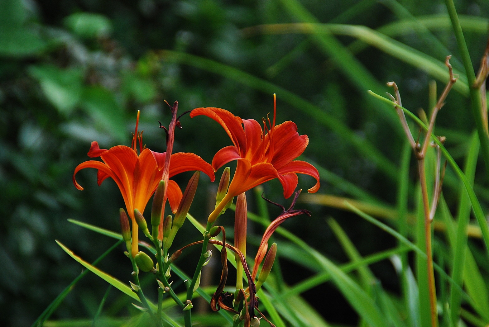 lilies, flowers, herbs, flowerbed, garden