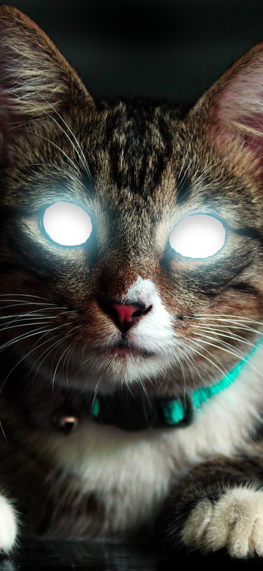 cat, animal, eyes, light, collar