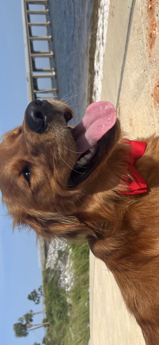 dog, animal, bow tie, red, beach