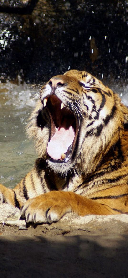 tiger, teeth, water, spray, big cat