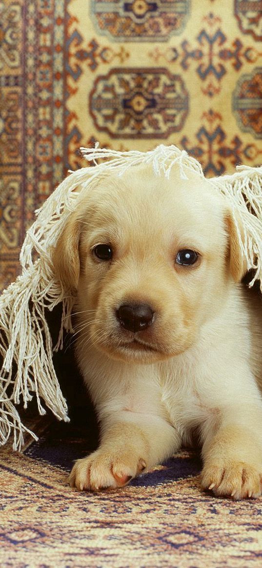 puppies, labrador, couple, carpet, playful