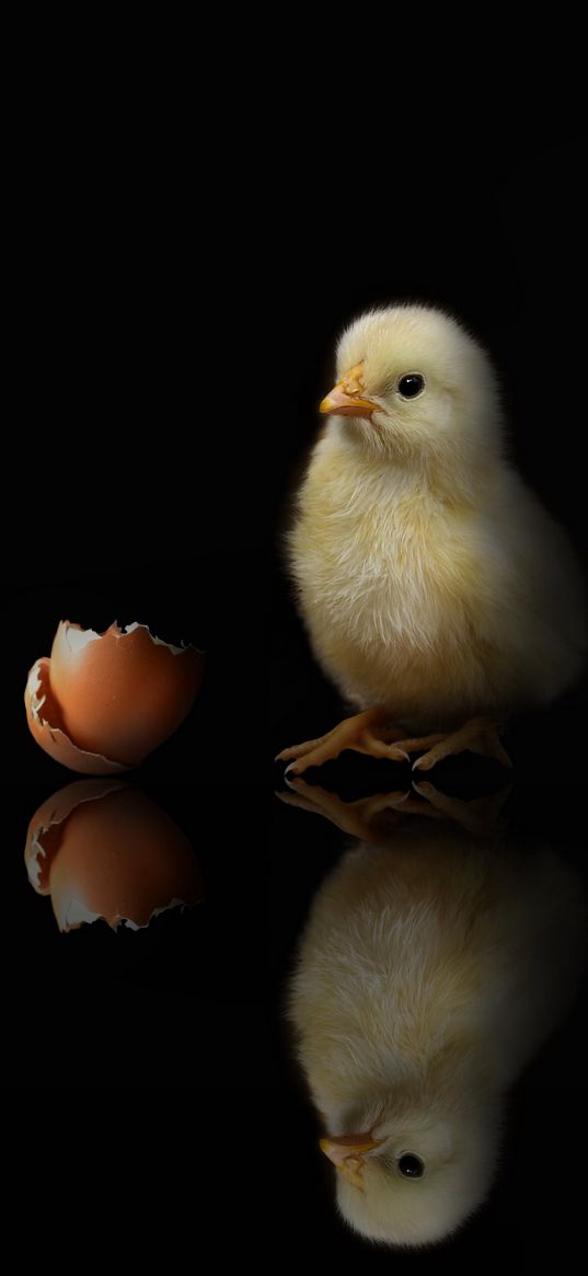 chicken, eggshell, egg, reflection, black background