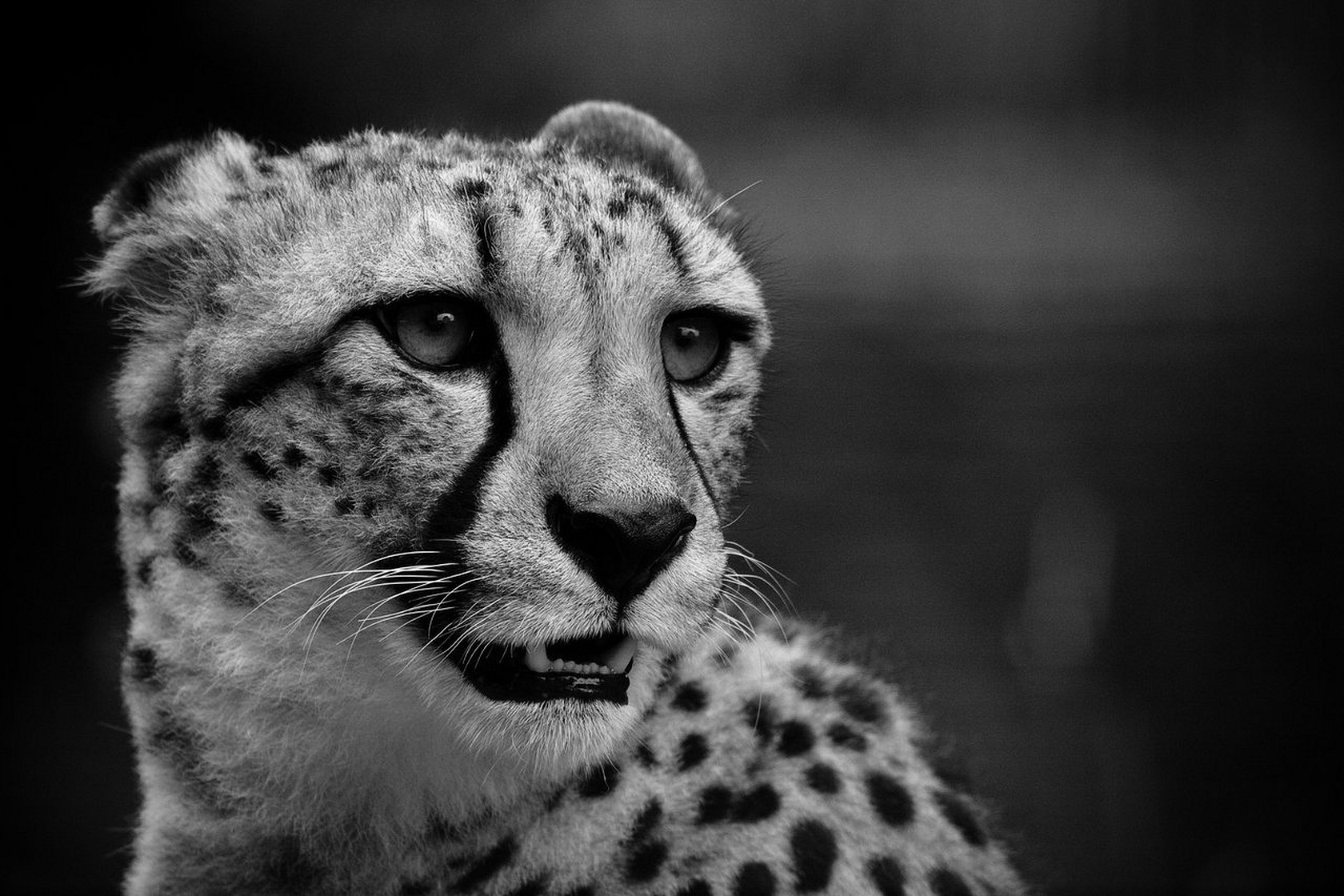 cheetah, muzzle, black white, mutation, teeth