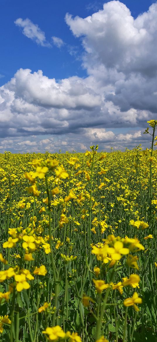 rapeseed, flowers, field, nature, summer