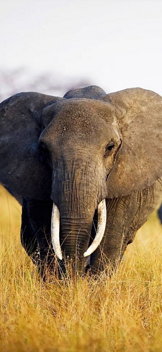 elephant, grass, walk, africa, field