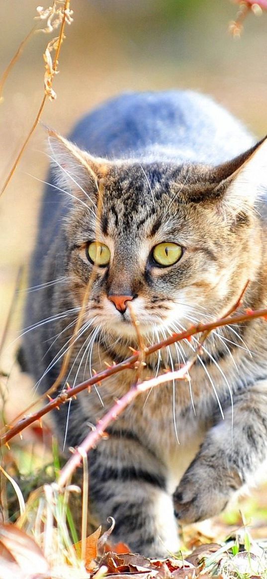 cat, fear, grass, branches