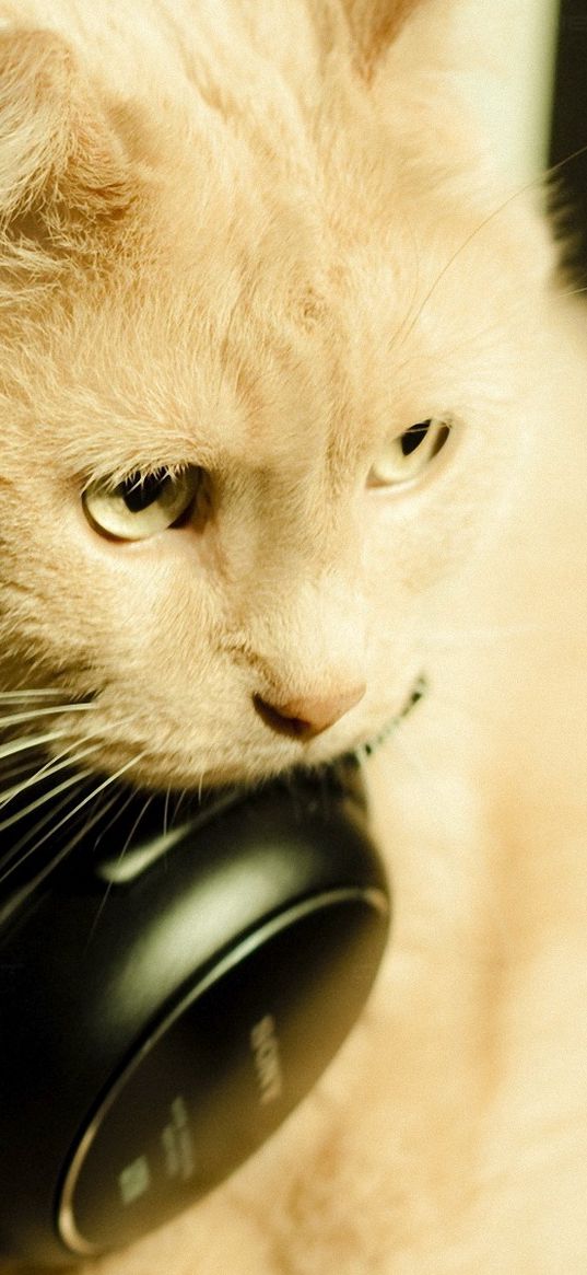 cat, face, earphones, funky