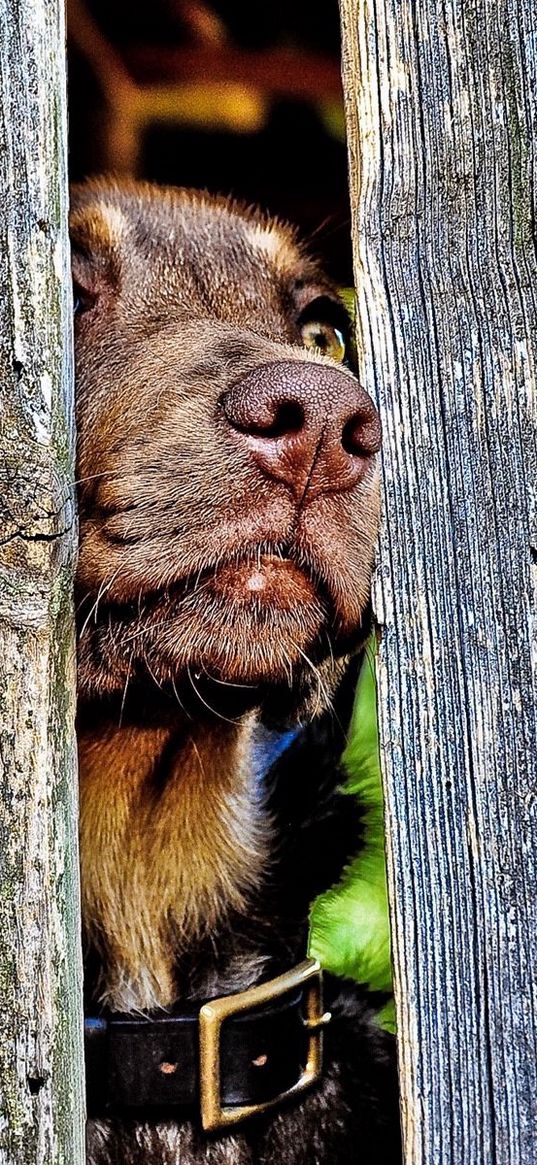 dog, muzzle, nose, fence, wood, curiosity