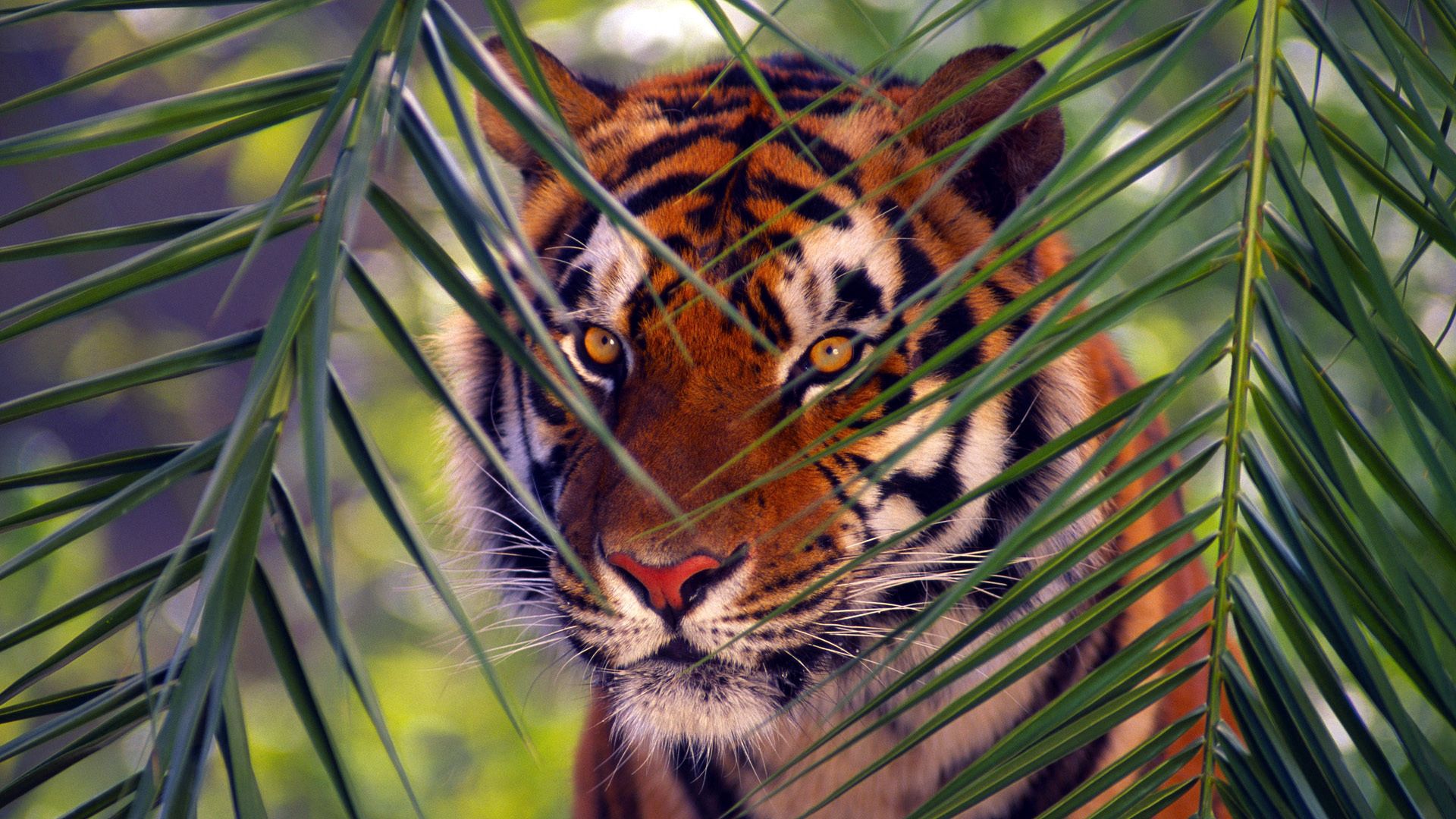 tiger, branches, leaves, face, hunting