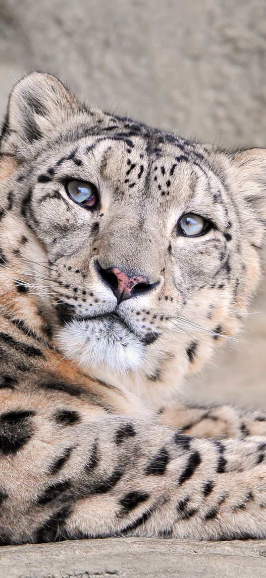 snow leopard, face, handsome, kind, spotted