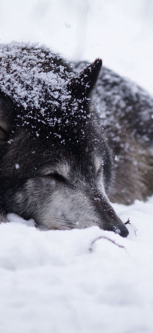 wolf, snow, blizzard, cold, warm, black white