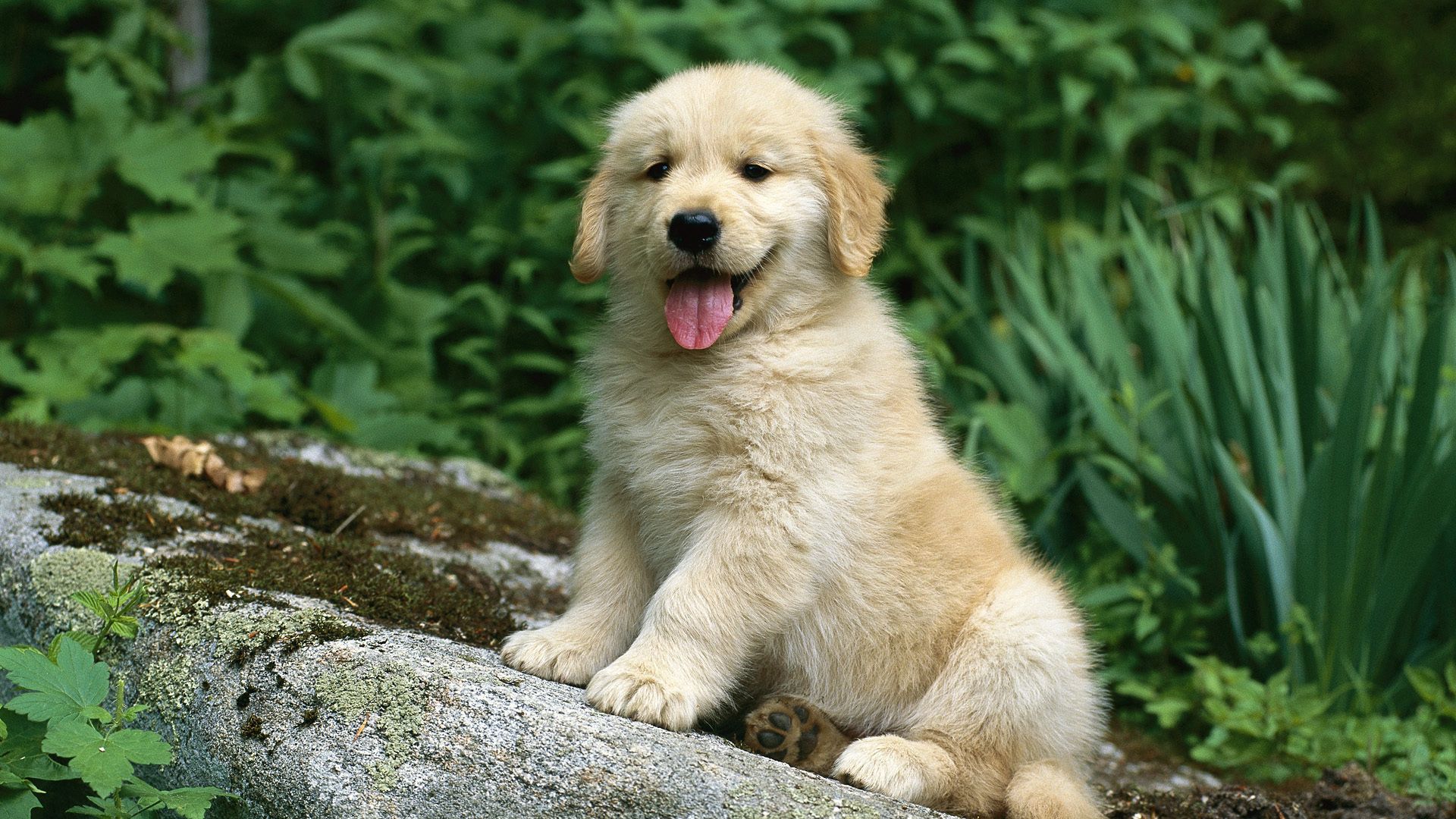 puppy, grass, sitting, waiting