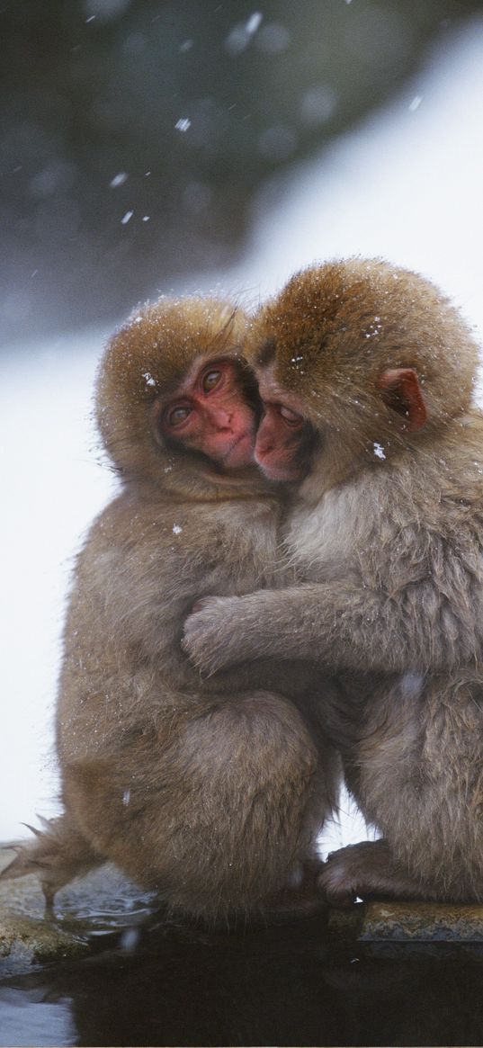 monkeys, couple, embrace, snow, caring