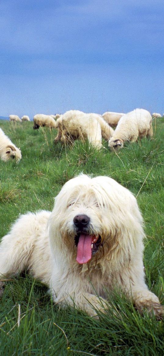 polish lowland sheepdog, herd, herder, grass