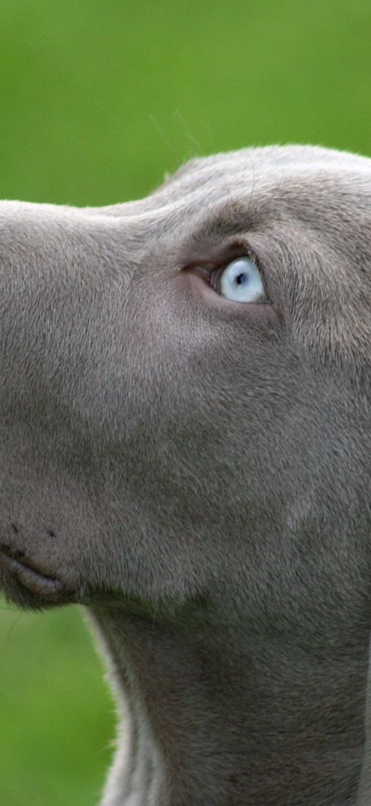 dog, muzzle, blue-eyed, profile