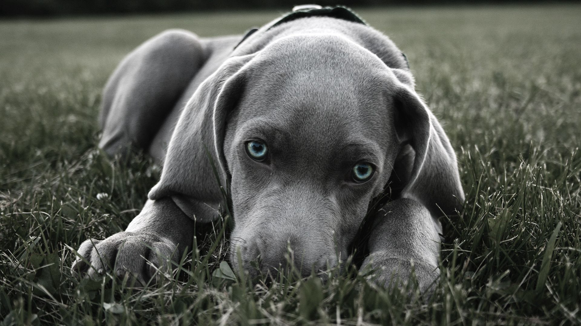 dog, muzzle, blue-eyed, grass, hiding