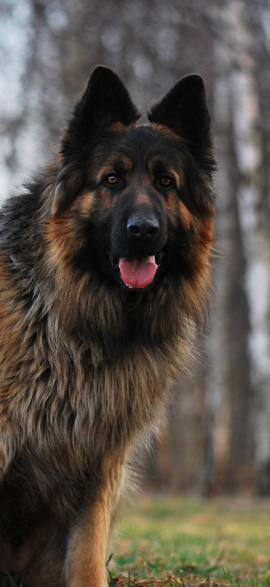 dog, german shepherd, tired, grass, running