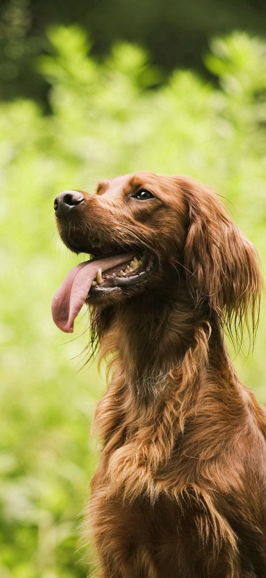 dogs, grass, tired, sit, fluffy