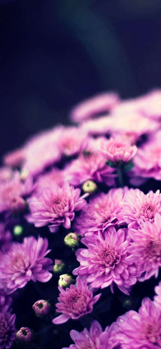 chrysanthemum, flowers, blue background