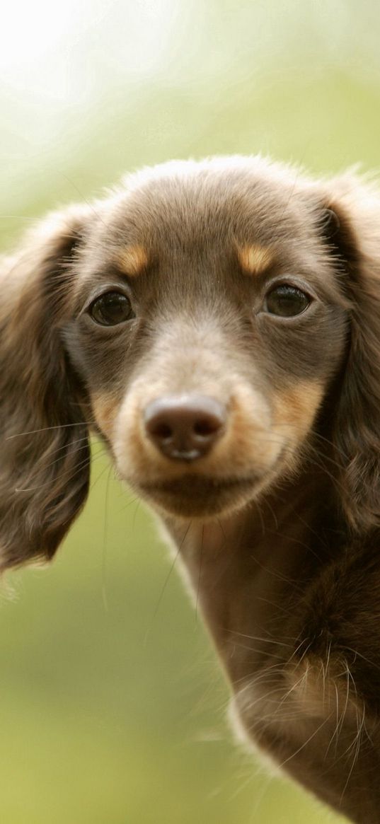 dog, kid, big-eared, tired