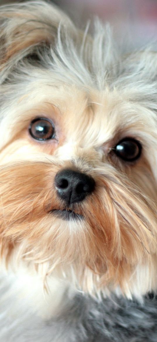 yorkshire terrier, face, handsome, well-groomed