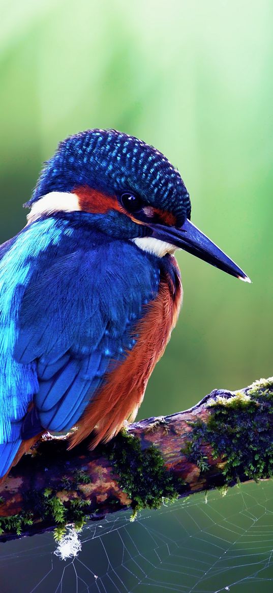 common kingfisher, bird, color, beak, branch