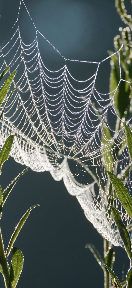 cobweb, plants, macro