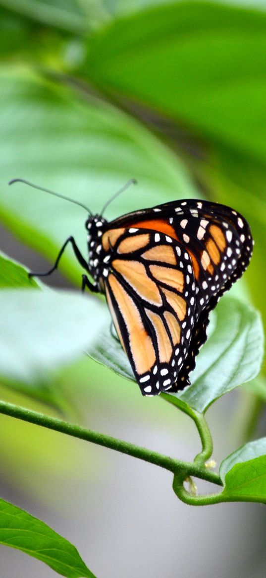 monarch, butterfly, leaves, macro