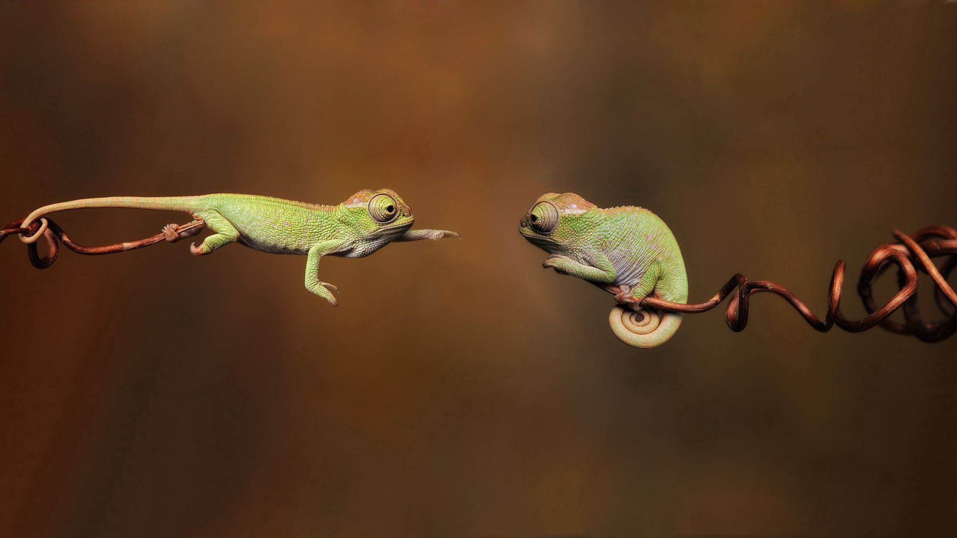 branches, reptiles, chameleons, couple