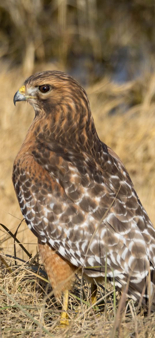 hawk, bird, grass