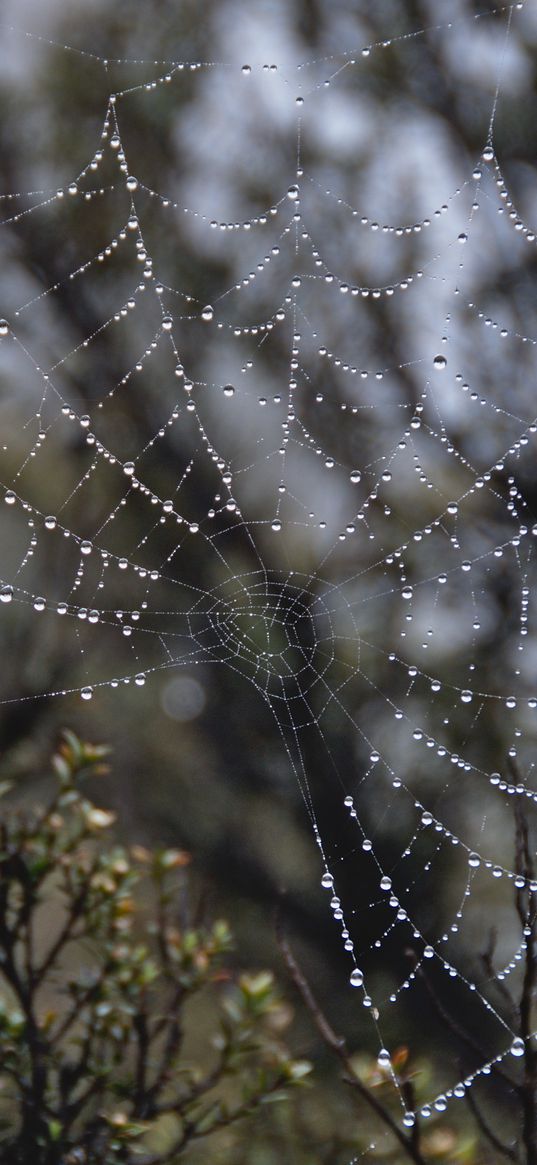 spider web, drops, rain, macro