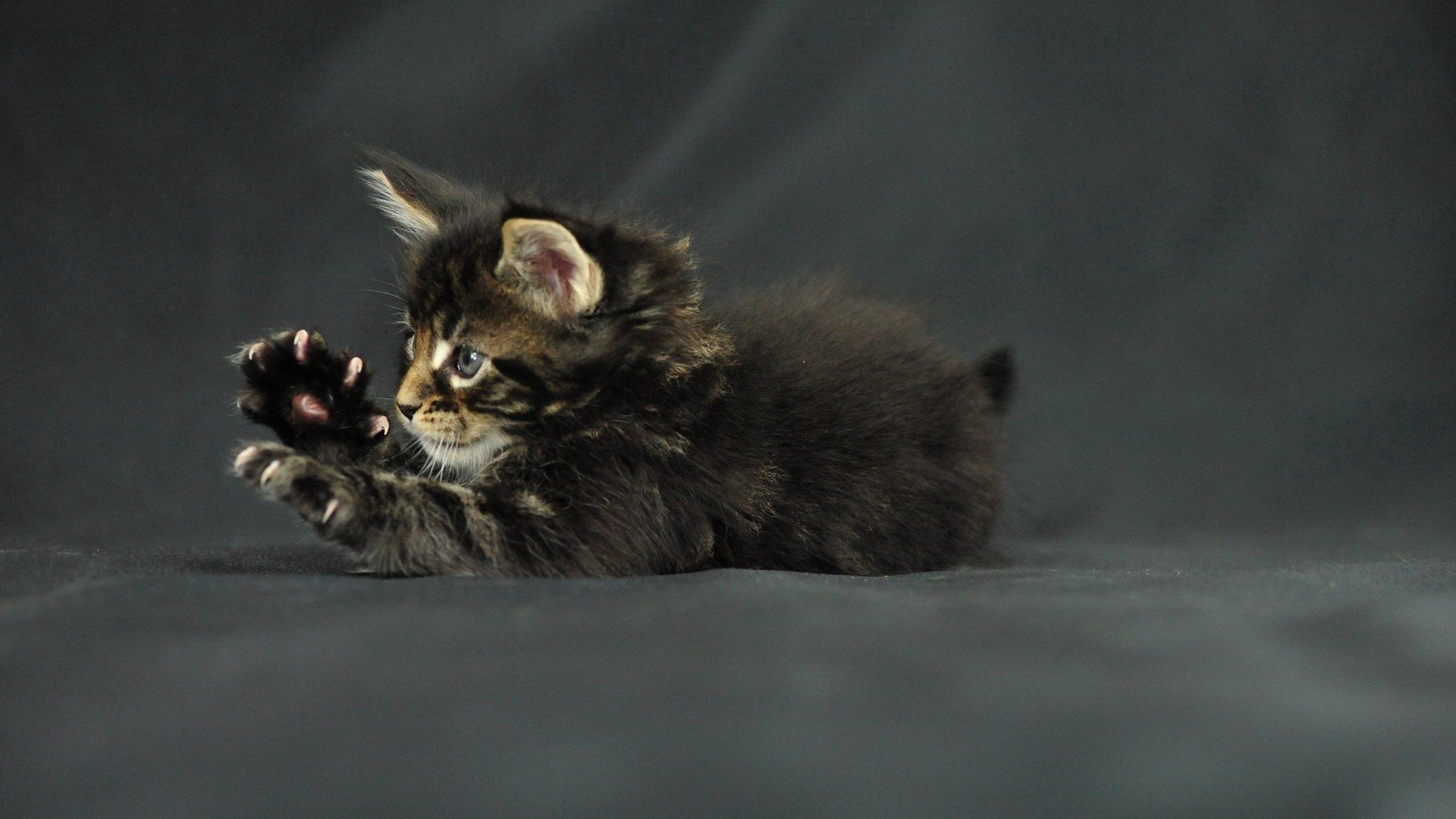 funny cat, kitten, maine coon, claws, paws