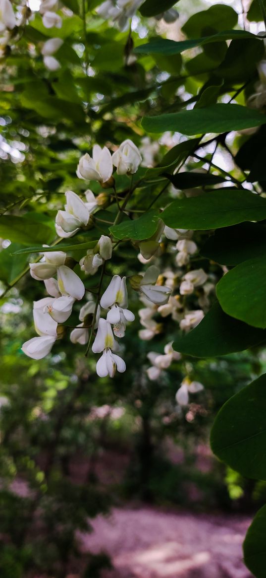 acacia, flowers, branch, tree, nature