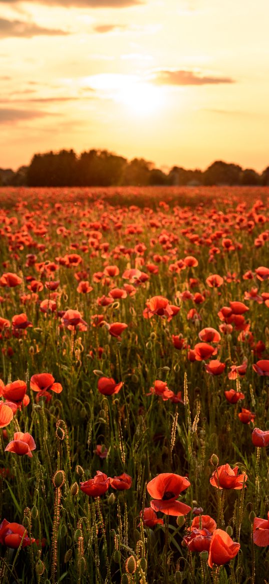 poppies, flowers, field, sunshine