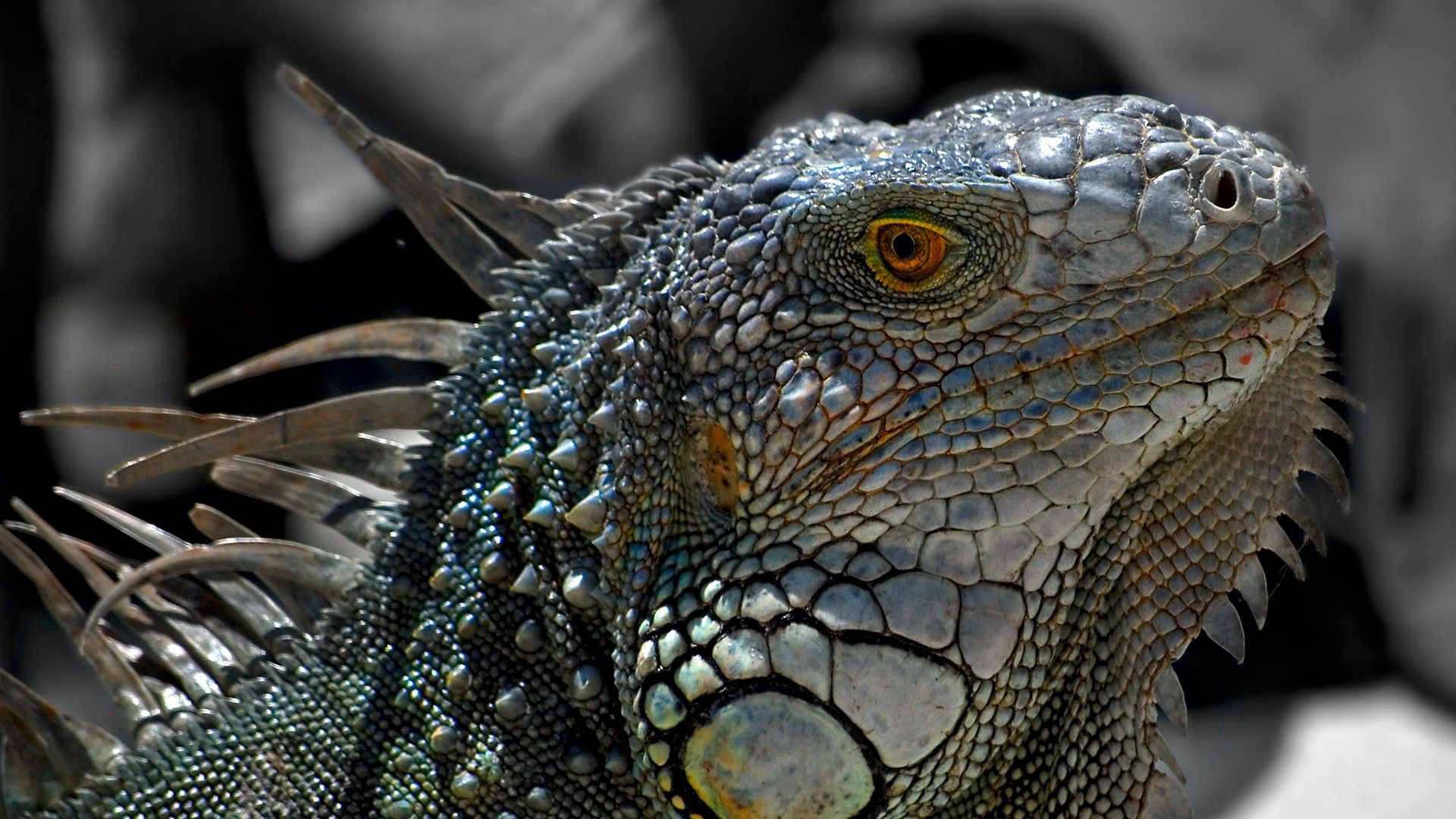 lizard, macro, reptile, iguana