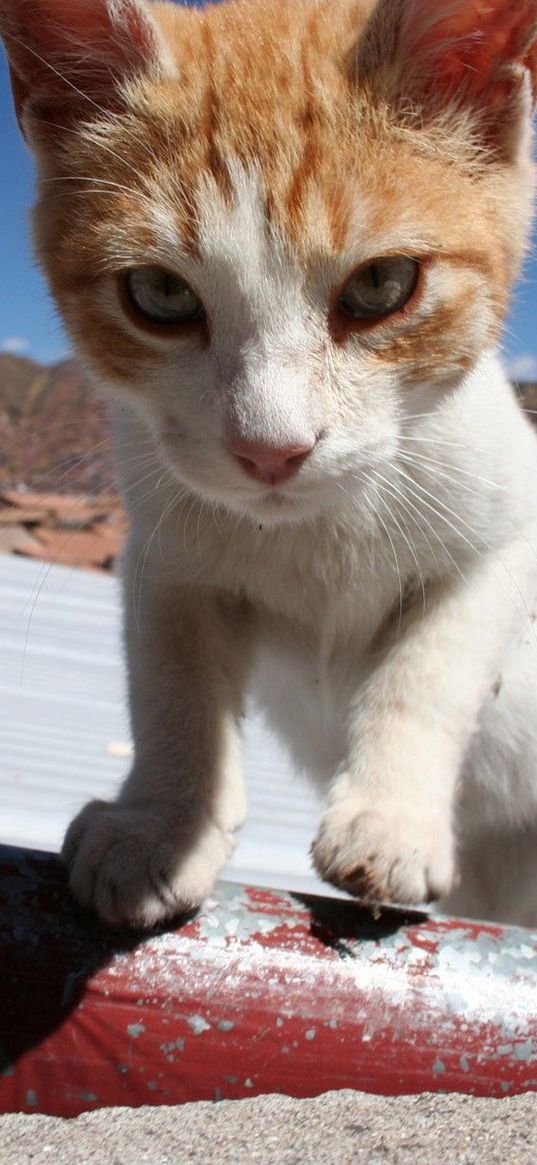 cat, muzzle, climb, sunlight, spotted