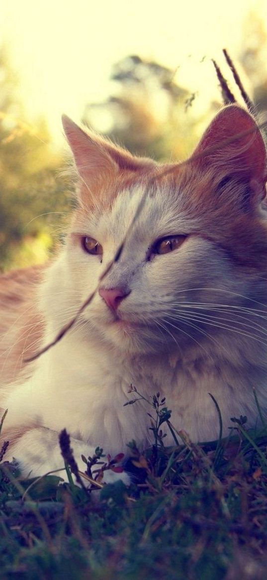 cat, fluffy, sunshine, grass, lie