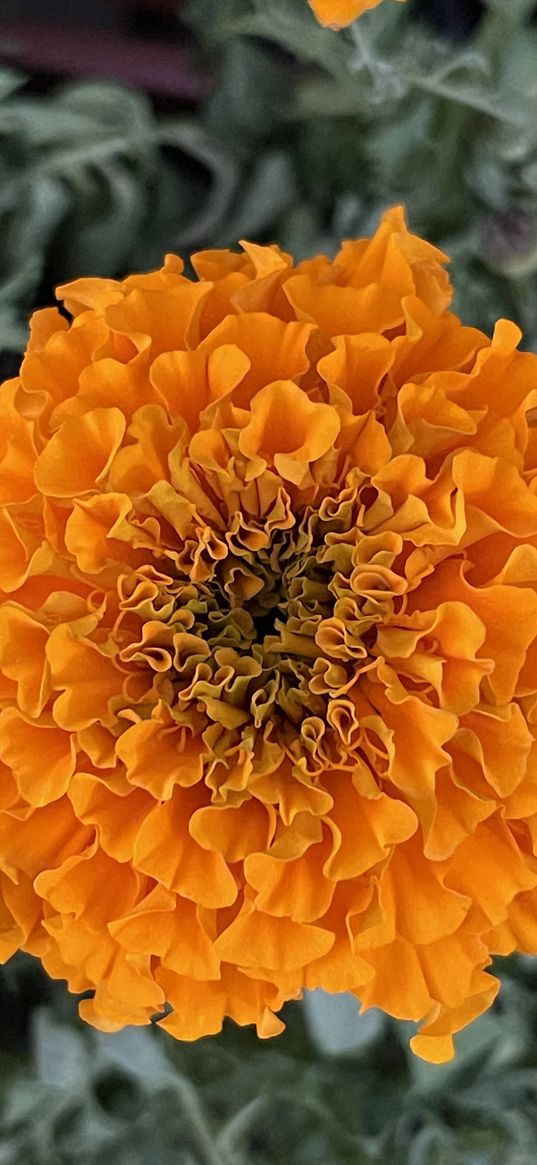 marigold, flower, orange, nature