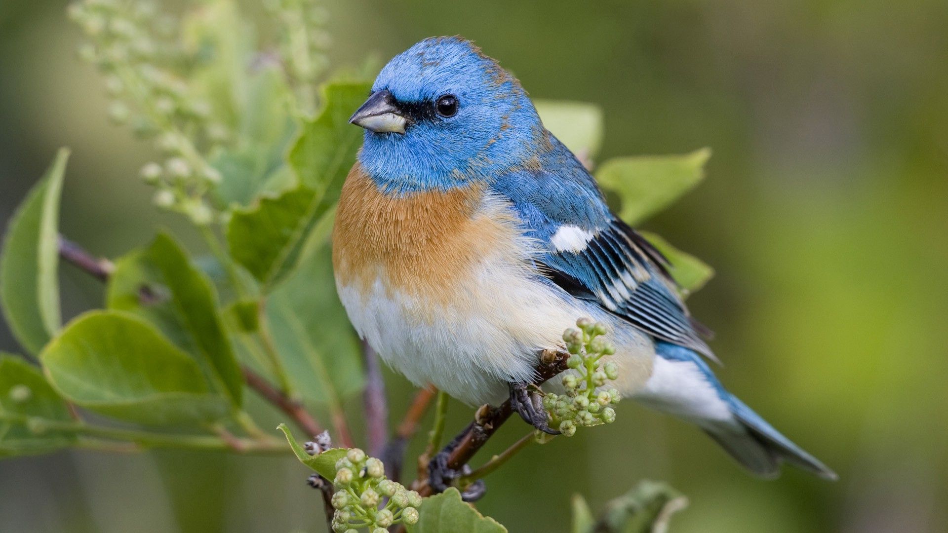 bird, branch, color, unusual