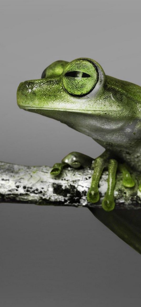 frog, branch, climbing, color