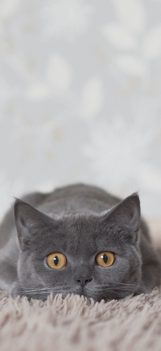 cat, animal, grey, carpet